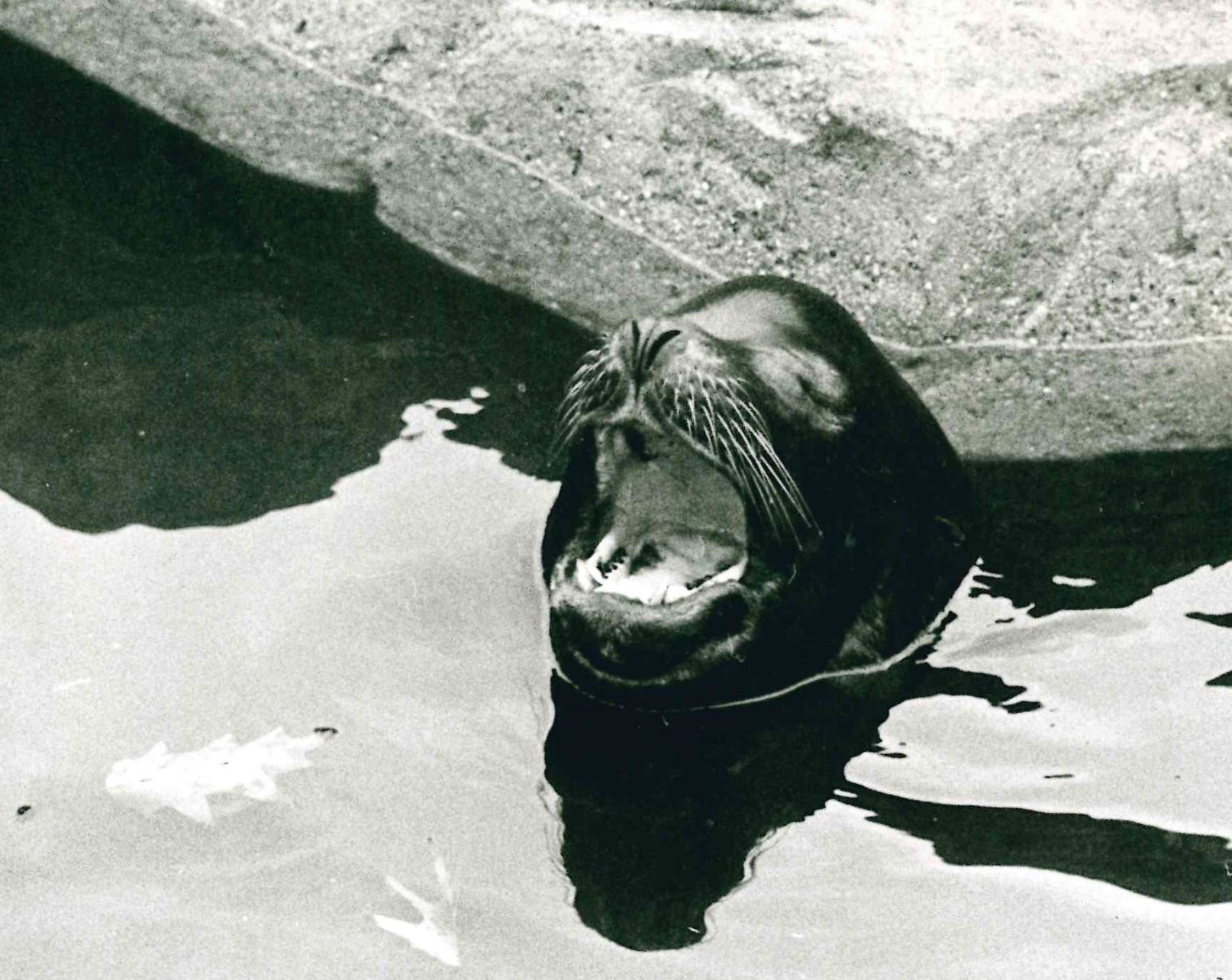 Chumley the sea lion